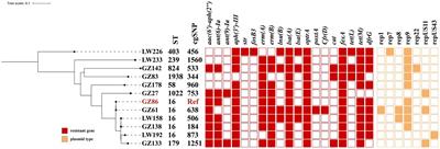 Prevalence and genetic diversity of optrA-positive enterococci isolated from patients in an anorectal surgery ward of a Chinese hospital